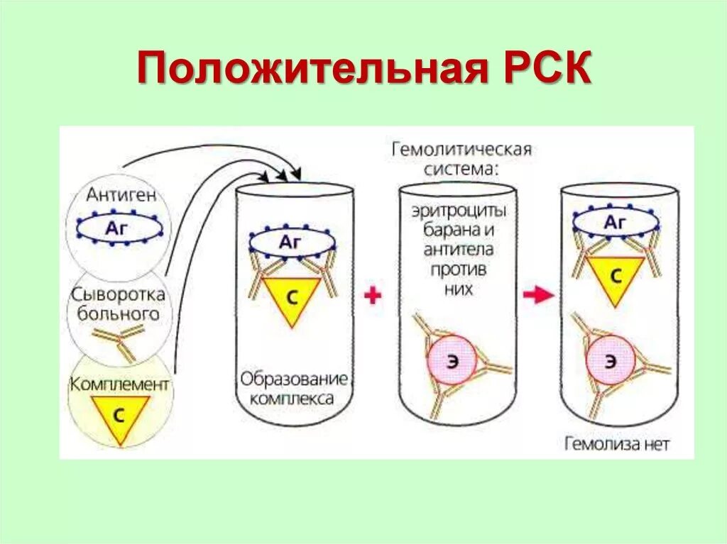 Комплемента рск. Положительная реакция связывания комплемента. Реакция связывания комплемента микробиология. Реакция связывания комплемента иммунология. Реакция связывания комплемента схема.