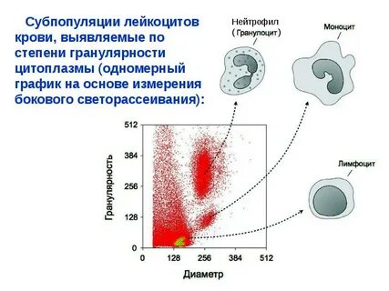 Активность лейкоцитов