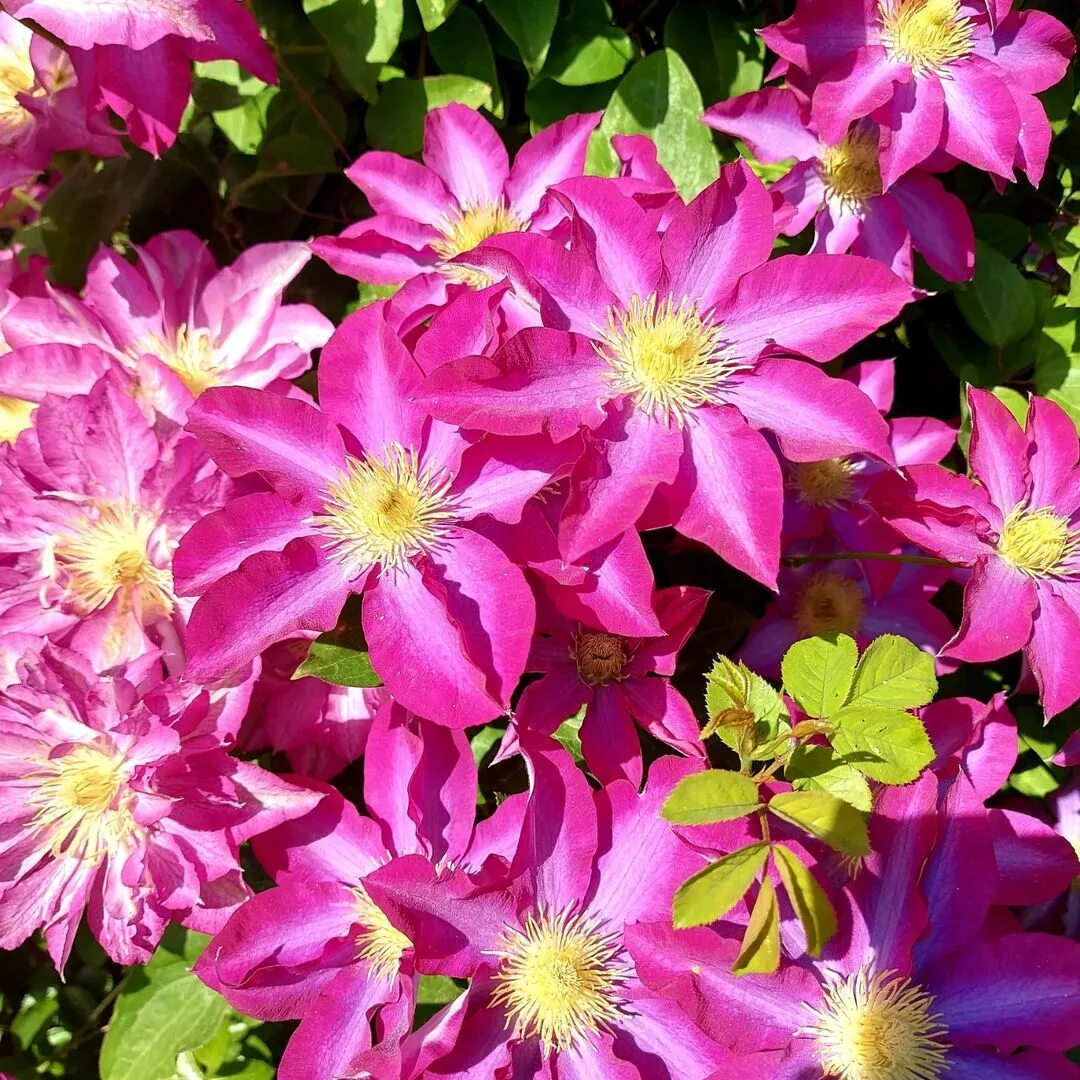 Клематис крупноцветковый fujimusume. Клематис james mason. Клематис yukiokoshi. Блюбелл клематис. Клематис # гибридный clematis moonglow cut.