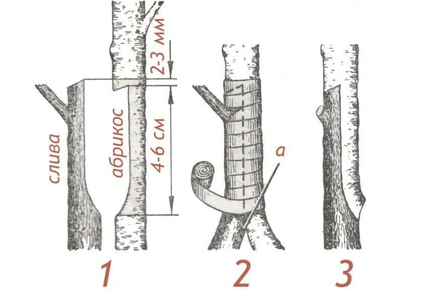 Прививку деревьев когда можно. Прививка подвой привой. Прививка яблони подвой привой. Окулировка персика на абрикос. Привой подвой черенок.