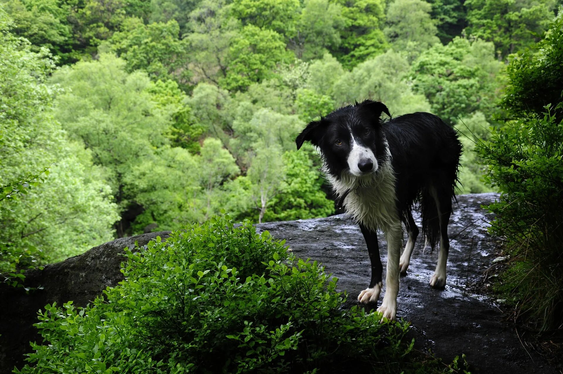Природы собак. Австралийская овчарка асти. Бордер колли на природе. Пастушья овчарка бордер колли. Собачка в лесу.