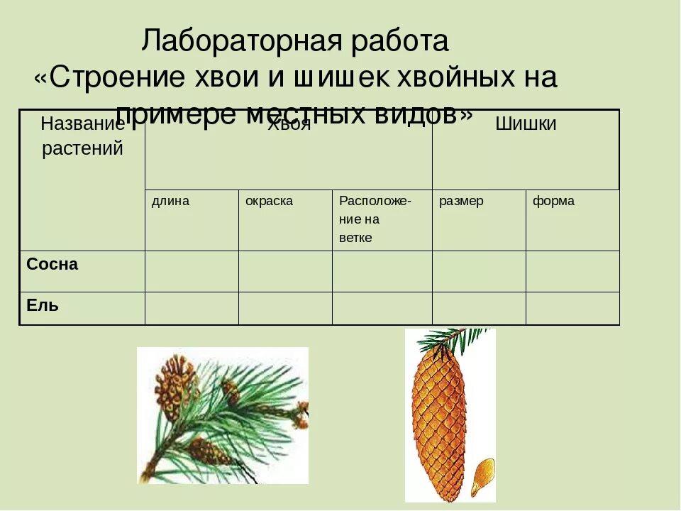 Практическая работа изучение внешнего. Строение хвои голосеменных растений. строение шишек голосеменных растений. голосеменные лабораторная работа 7 строение хвои и шишек хвойных. строение шишки голосеменных растений биология 5 класс.