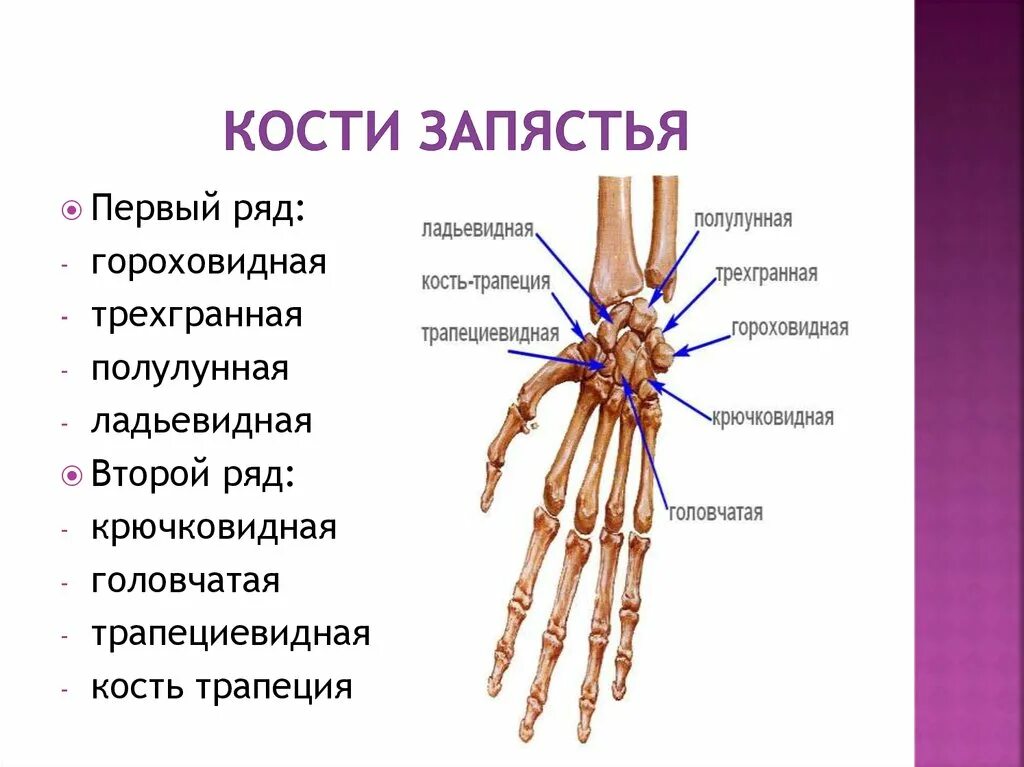 Кости руки сколько