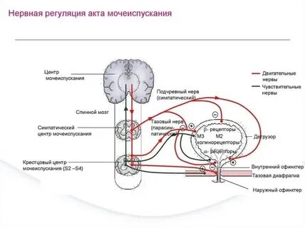Центр регуляции находится в: найдено 86 изображений
