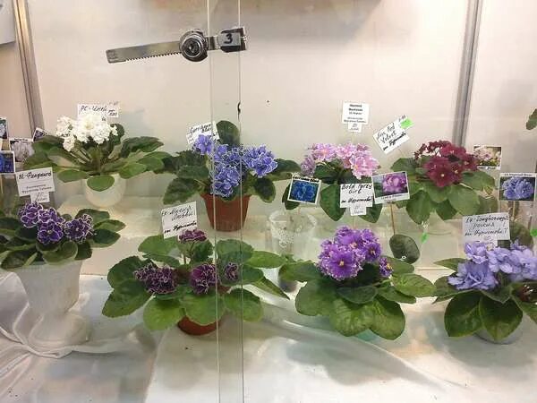 Центр фиалки на ввц укорененные. Центр фиалки на вднх. Магазин фиалки на вднх. Центр фиалки на вднх. Центр фиалки на вднх.