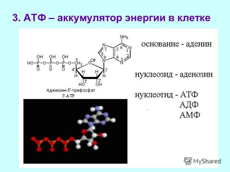 аденин входит в состав