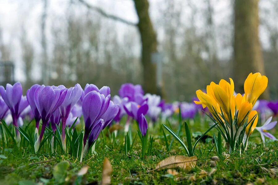 Цвет весны 24 года. Первоцветы (подснежники, крокусы, гиацинты).. Пролески, подснежники, крокусы. Крокусы на ВДНХ.