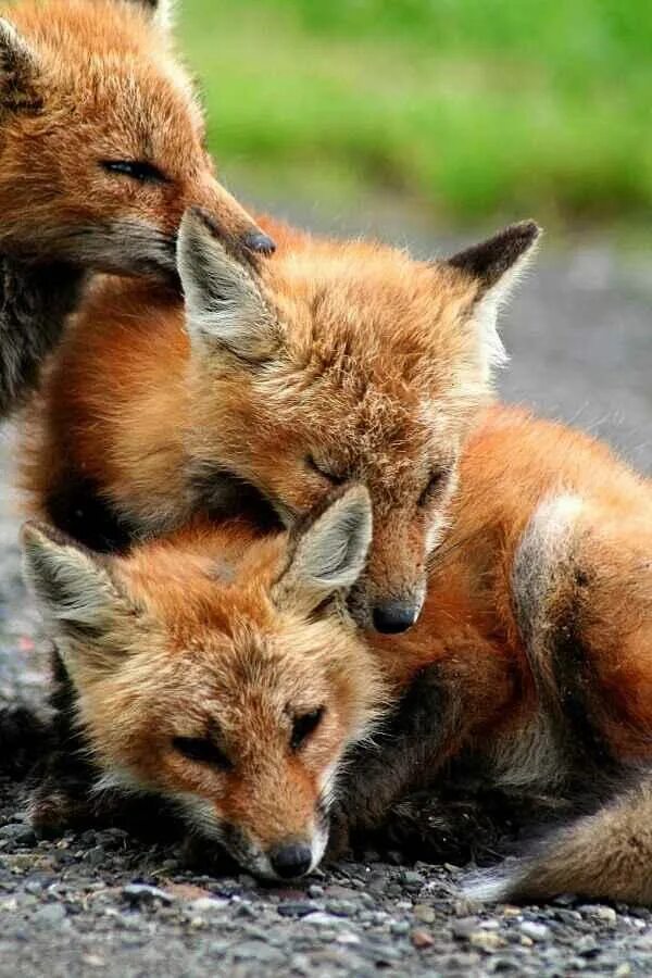 Red foxes работа