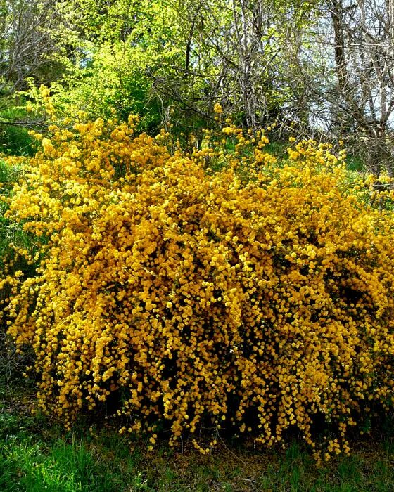 Керрия японская Пленифлора: купить в Москве саженцы Kerria japonica Pleniflora в