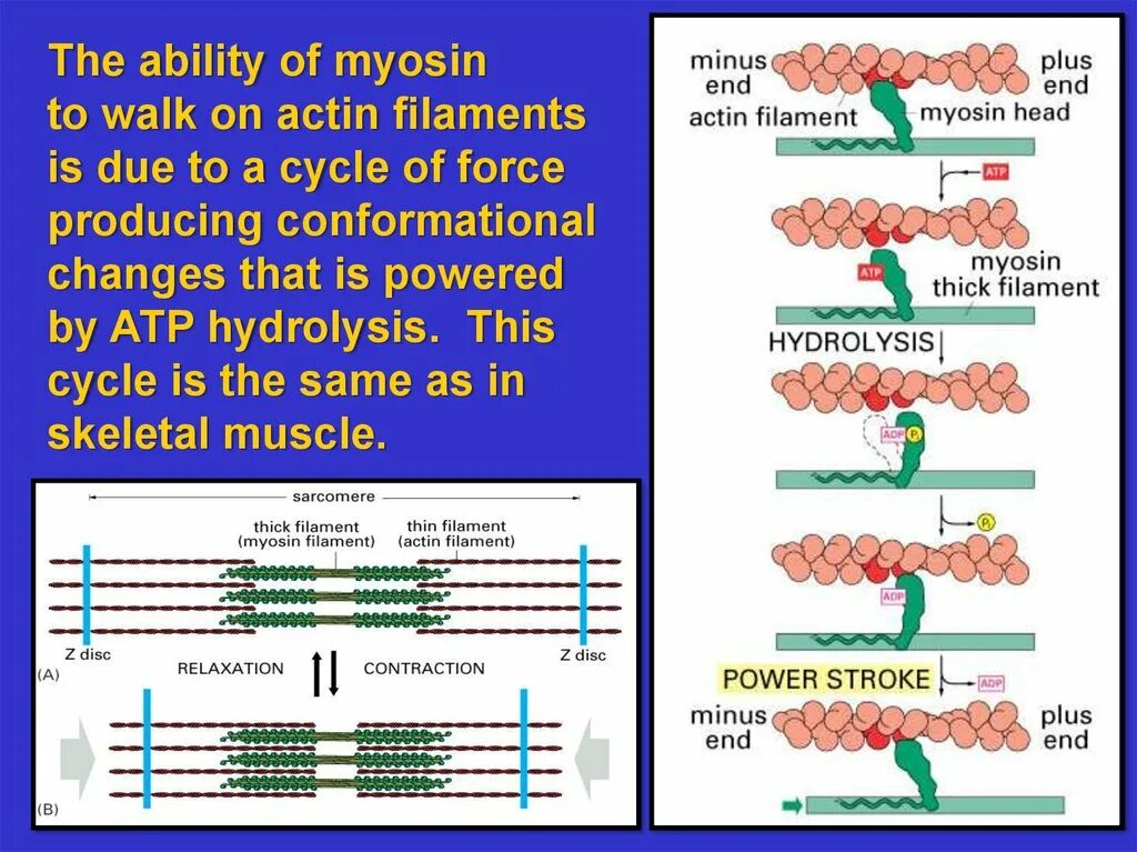 Myosin Filaments. Актин и миозин. Цикл актин миозин. Альфа актин. Миозин мышечной ткани