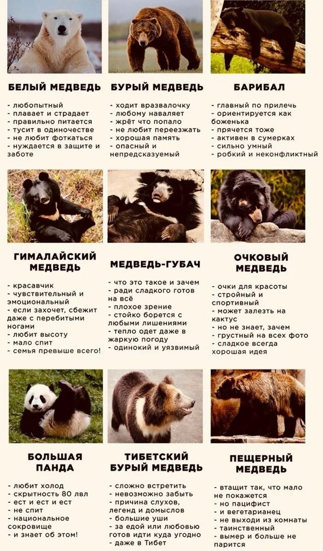 Виды медведей - описание и фото