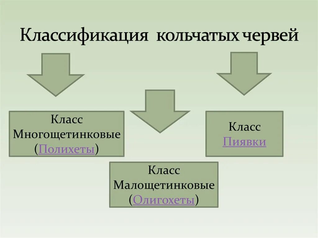 3 признака кольчатых червей. Схема классификации кольчатых червей. Кольчатые черви классификация. Тип кольчатые черви классификация. Классификация типов червей.