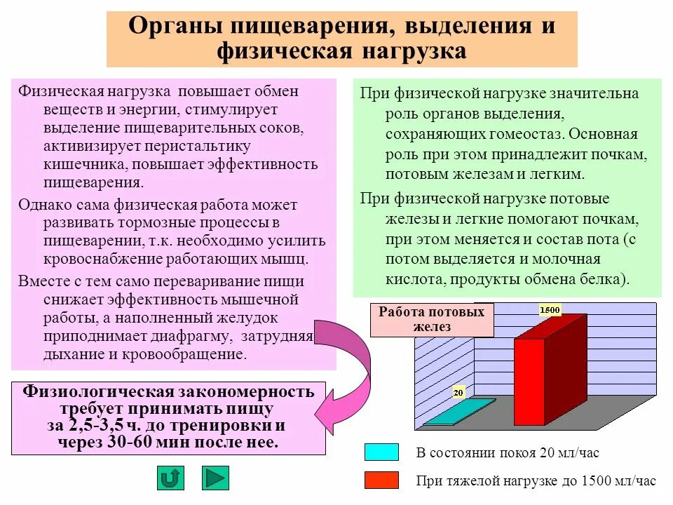 Эффективность работы мышц