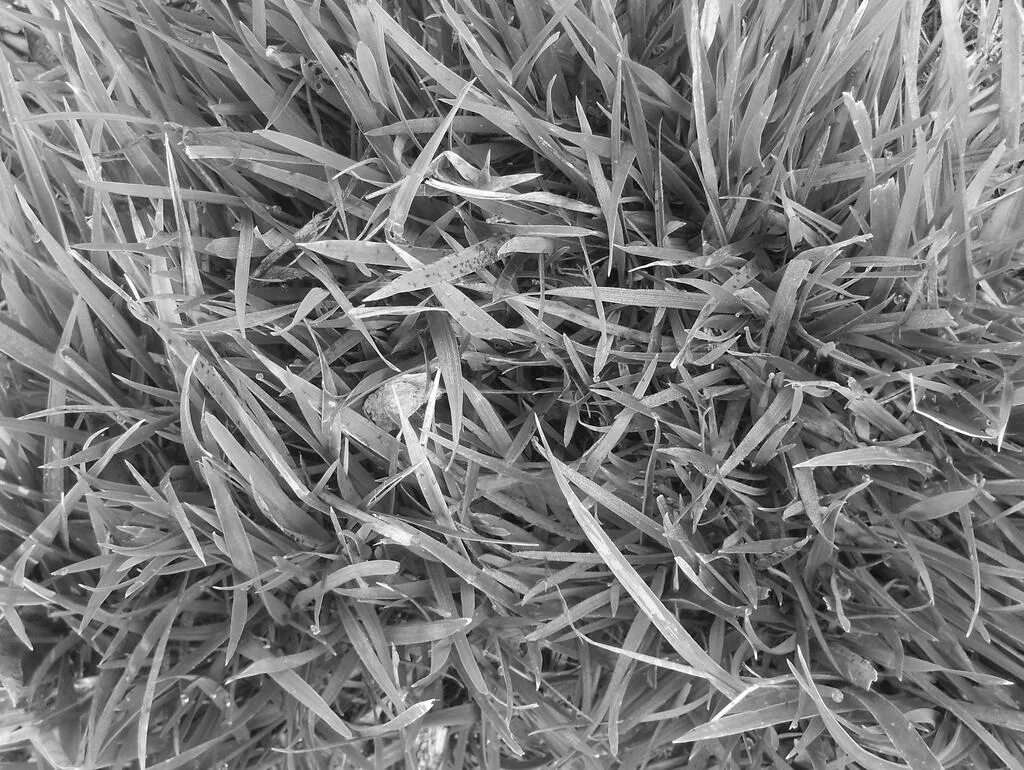 Черная трава текст. Трава бамп. Трава дисплейсмент 3d Max. Текстура травы. Серая трава.