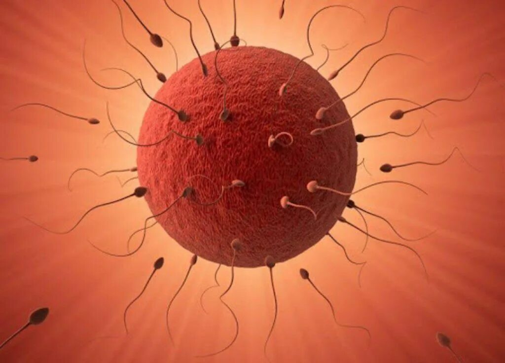 Яйцеклетка женщины. Яйцеклетка девочки. Яйцеклетка под микроскопом. Яйцеклетка женщины. Сперматозоид и яйцеклетка.