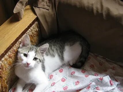Котенок в добрые руки в гатчине