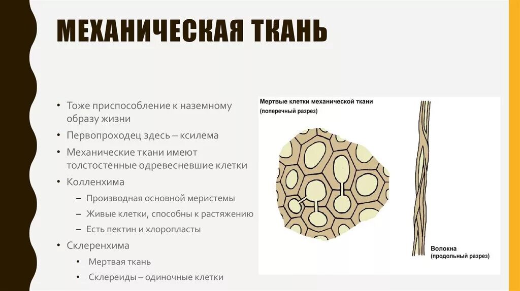 Выполняемые функции механической ткани растений. Механическая ткань растений склеренхима. Строение механической ткани листа. Механическая ткань растений колленхима и склеренхима. Механическая ткань растений функции.