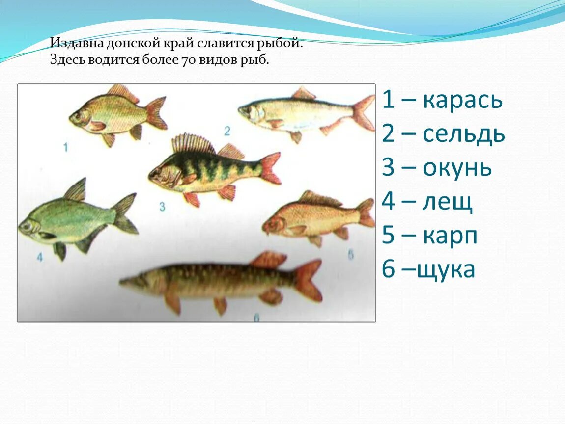 Какие животные обитают в дону. Рыбы живут в реке дон. рыбы которые водятся в дону. рыбы донского края. разновидность донской рыбы.