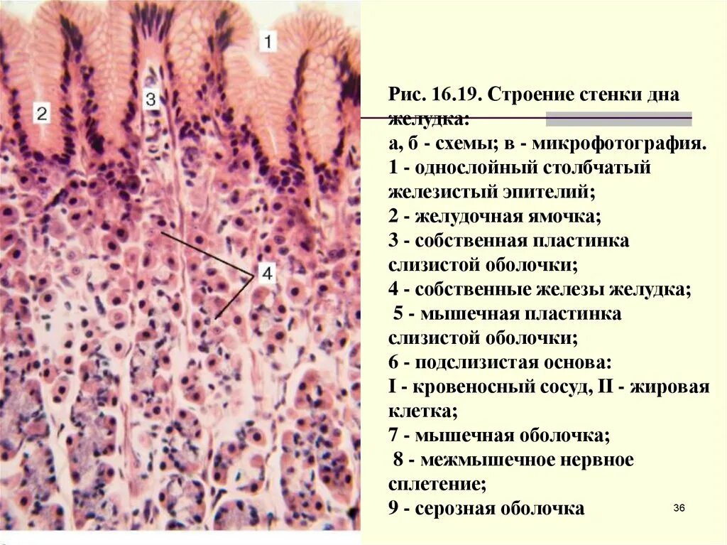 Функциями и клетками слизистой оболочки желудка. Однослойный столбчатый железистый эпителий. Фундальные клеток желудка гистология. Бокаловидные эпителиоциты клетки гистология. Однослойный столбчатый железистый эпителий желудка.