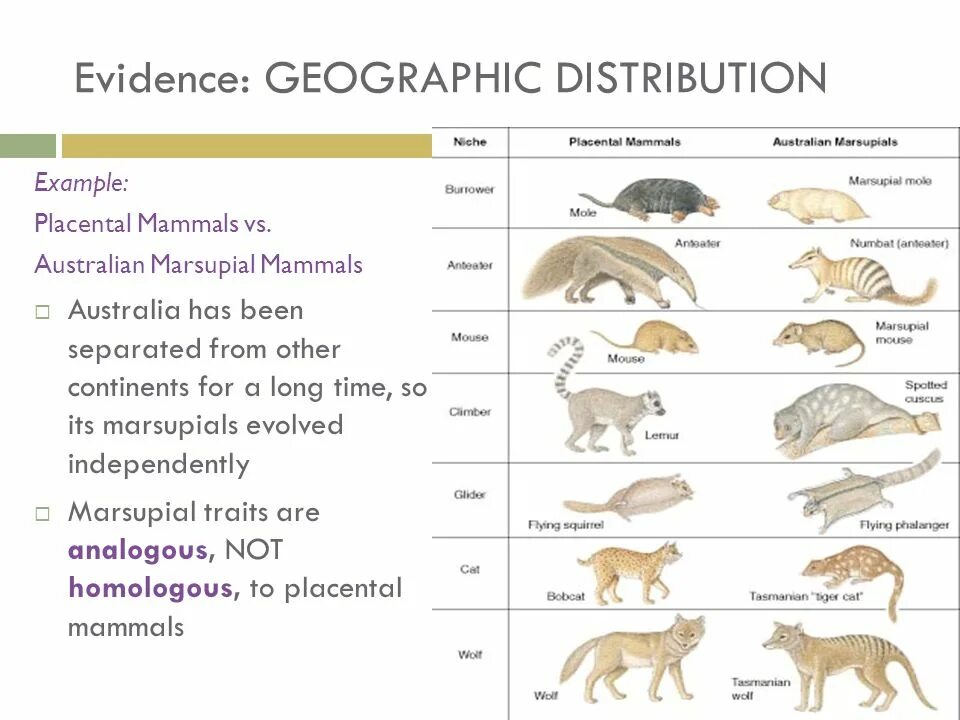 Тест по теме млекопитающие 8 класс биология. Placental mammals. Mammals examples. Handbook of the mammals of the World. Placental marsupial.