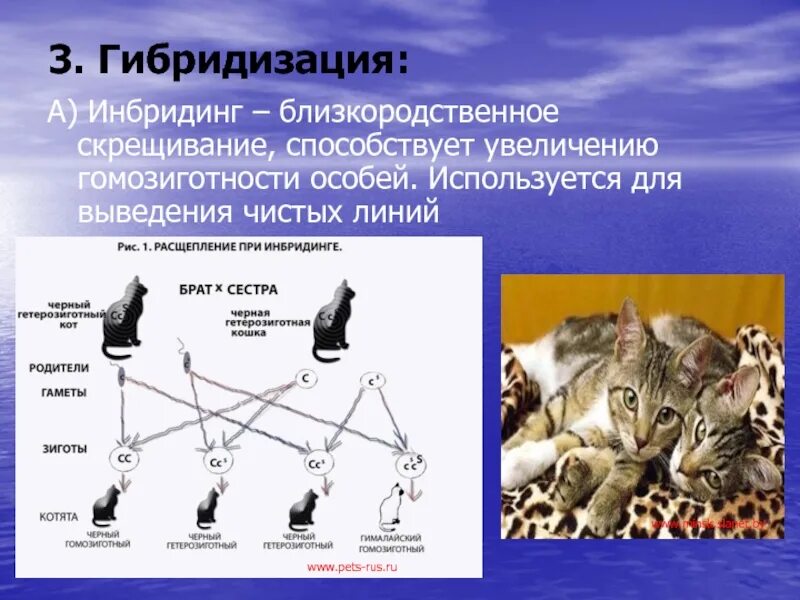 Процесс увеличения количества особей