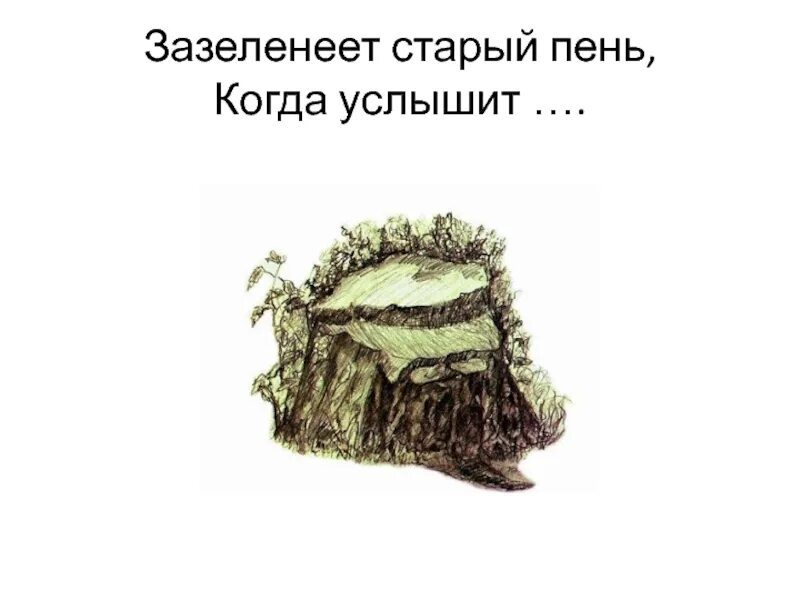 Пень в переносном значении. Зазеленеет старый пень. старый пень когда услышит. проект старый пень. зазеленеет старый пень когда услышит слово.