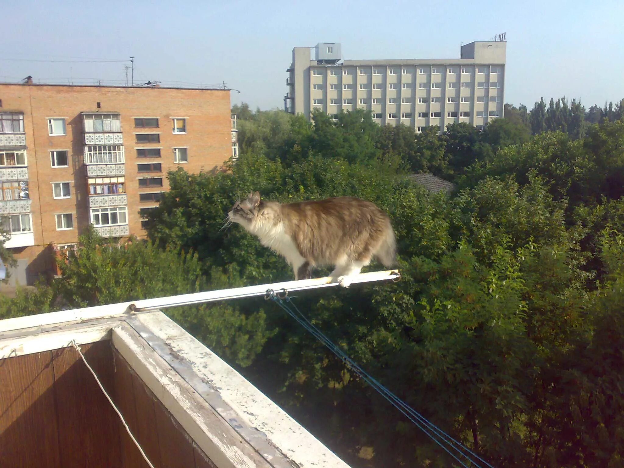 Кот падает. Сетка на открытый балкон для кошек. Кот вылетает в окно. Кот упал с шестого этажа. Кот прыгает в окно.