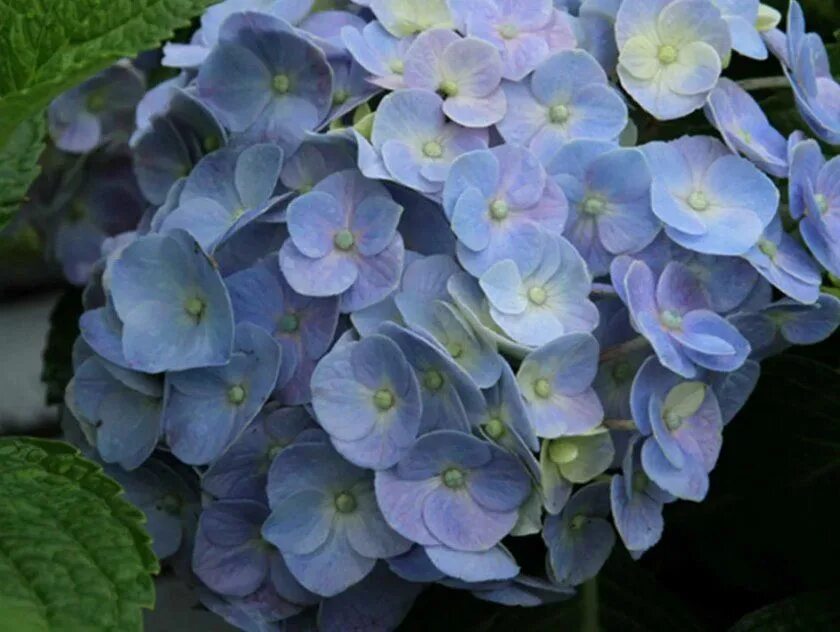 Гортензия крупнолистная пинк. Гортензия блю хевен. Гортензия крупнолистная пинк. Гортензия блаумайзе крупнолистная. Гортензия крупнолистная форевер.