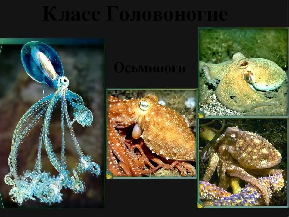 Головоногие примеры. Головоногие моллюски 7 класс биология. представители класса головоногие. класс головоногие биология 7 класс. класс головоногие осьминог.