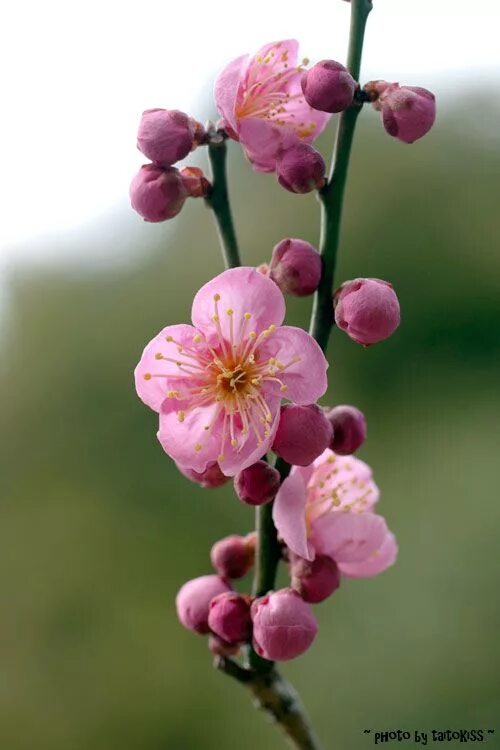 Plum blossom. Plum Blossom theerteen. Apricot Blossom Flowers. MAYSU Plum Blossom Multi.