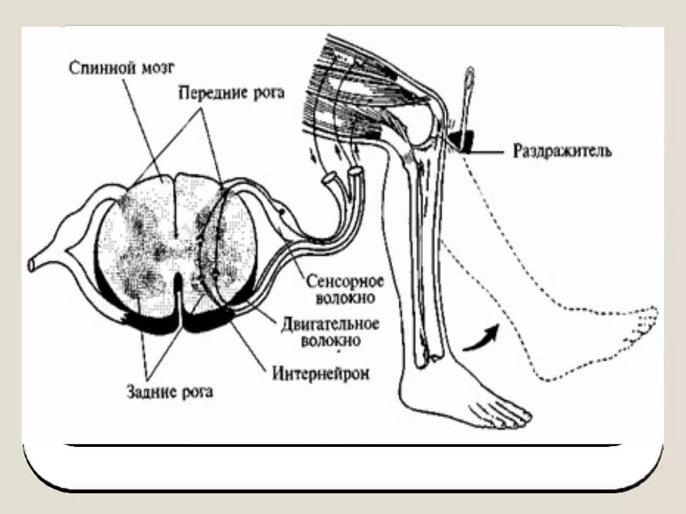 Рефлекторная дуга разгибательного коленного рефлекса. Основные части рефлекторной дуги коленного рефлекса. Спинной мозг и схема коленного рефлекса. Схемы рефлекторноц дуги коленногорефлекса\.