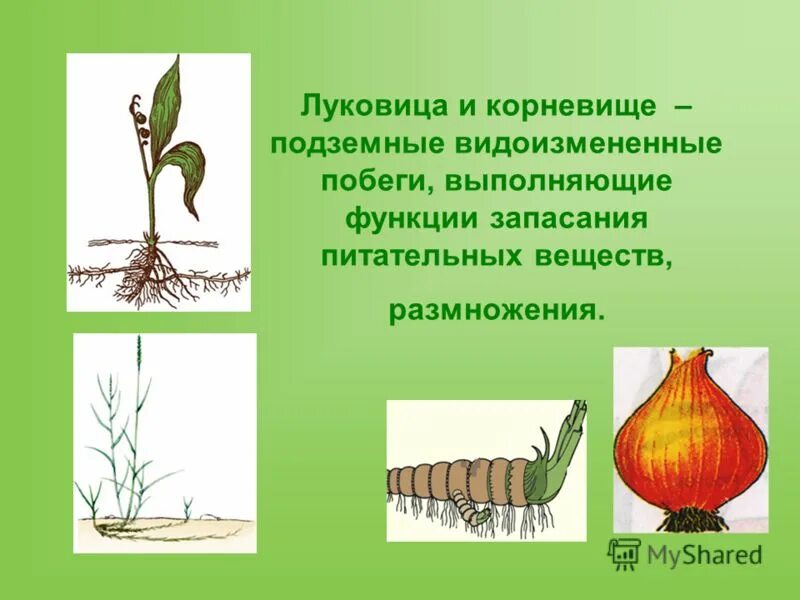 Папоротникообразные образуют видоизмененные органы корневища клубни луковицы. Подземные клубнелуковица корневище луковица. Видоизменённый побег корневище. Видоизменения подземных побегов корневище. Видоизменённый побег клубень функции.