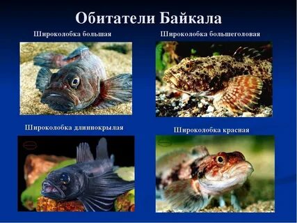 Животный мир озера байкал 6 класс