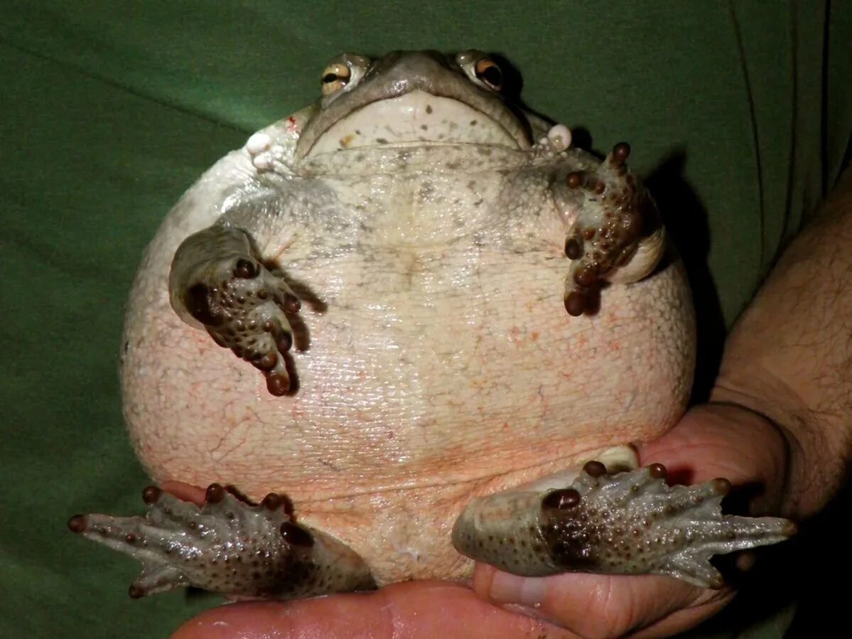 Лягушка на кувшинке рисунок. Жаба ждет раздув живот скороговорка. Чёрный саша "азбука". Лягушка и комар. Жаба ждет раздув живот жук.