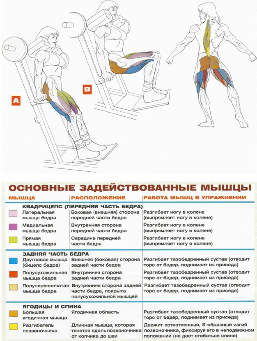 Упражнения для развития квадрицепса бедра. Тренажер для прокачки задней поверхности бедра. Упражнения на развитие двуглавой мышцы бедра. Упражнения для прокачки внутренних мышц ног.