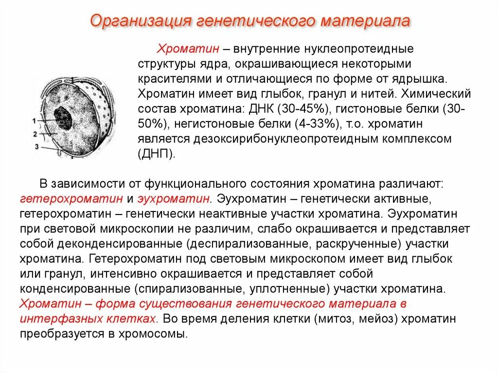 Структура хроматина ядра и хромосомы. Организация наследственного материала. Виды организация генетического материала. Структура клетки хроматин. Наследственный материал ядра