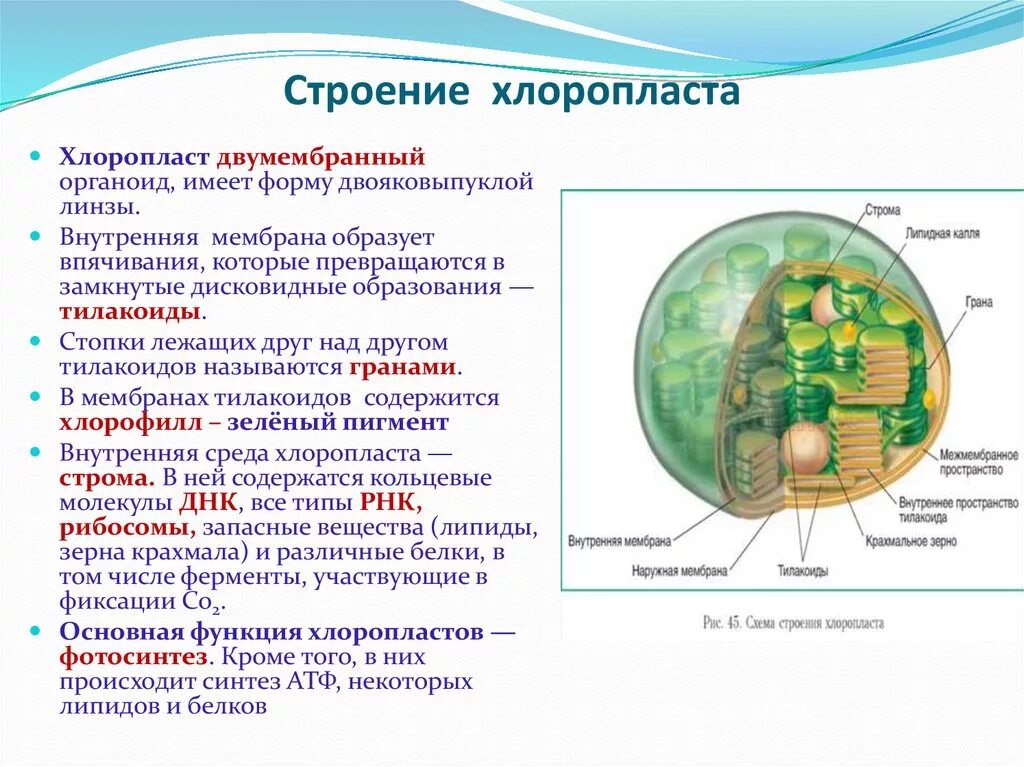 Хлоропласт заполнен. Хлоропласт строение и функции органоидов. Хлоропласты строение и функции. Хлоропласты растительной клетки строение и функции. Внутренняя мембрана хлоропласта функции.