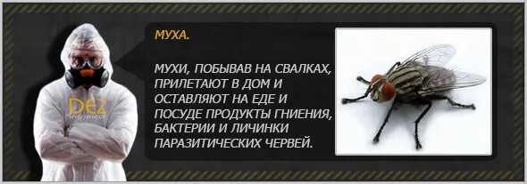 Уничтожение мух. Борьба с мухами. Муха в Исламе. Муха для уничтожения червей. Лучшая борьба с мухами