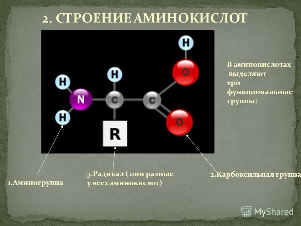 Структурное строение аминокислот. Амины строение. Аминокислоты строение. Аминокислоты строение. Молекула аминокислоты схема.