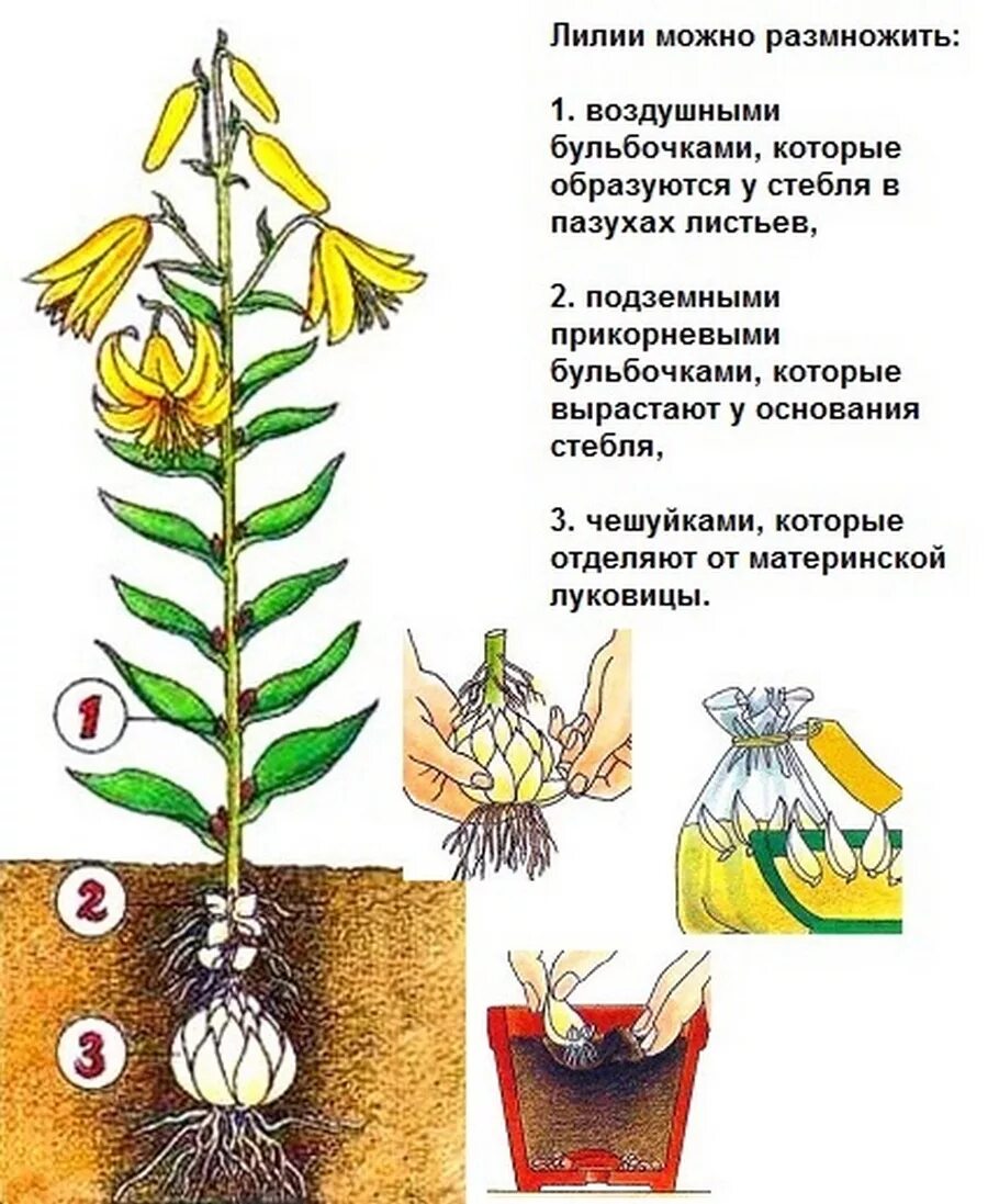 Сколько дней растут цветы. Размножение лилий чешуйками. Размножение лилии деление луковицы. Луковицы лилии садовой. Лилии размножение луковицами.