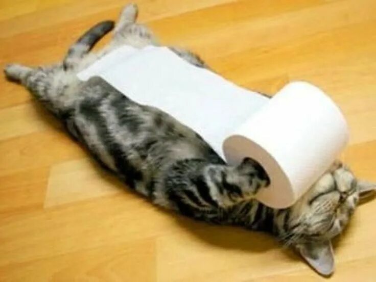 Животные чуть чуть. Туалетная бумага с котиками. Кот с бумагами. Котенок и туалетная бумага. Кот разматывает туалетную бумагу.