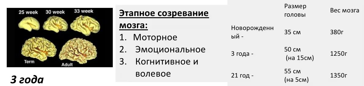 Возраст мозга 2. Этапы созревания головного мозга. Созревание коры головного мозга. Этапы развития мозга ребенка по годам. Зрелость мозга ребенка.