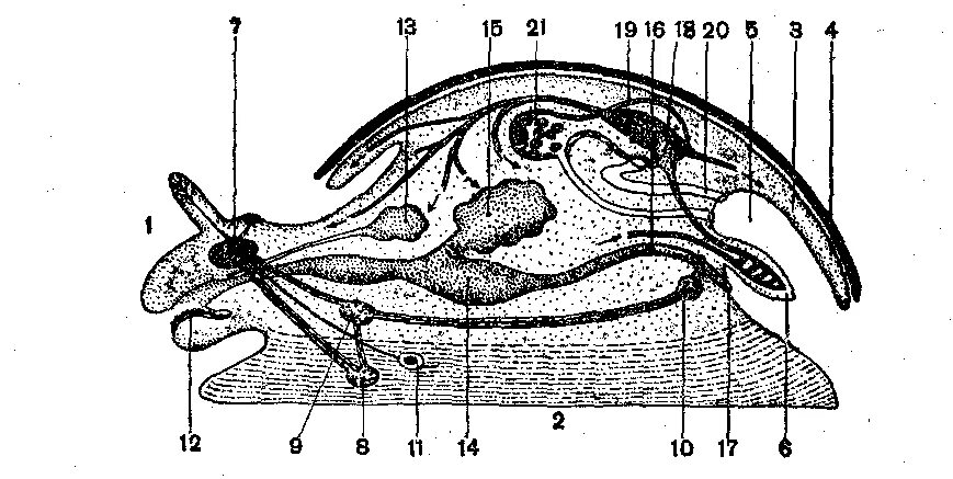 Виноградная улитка имеет мантийную полость. Схема строения брюхоногого моллюска. Строение виноградной улитки схема. Брюхоногие моллюски Виноградная улитка строение. Строение виноградной улитки.