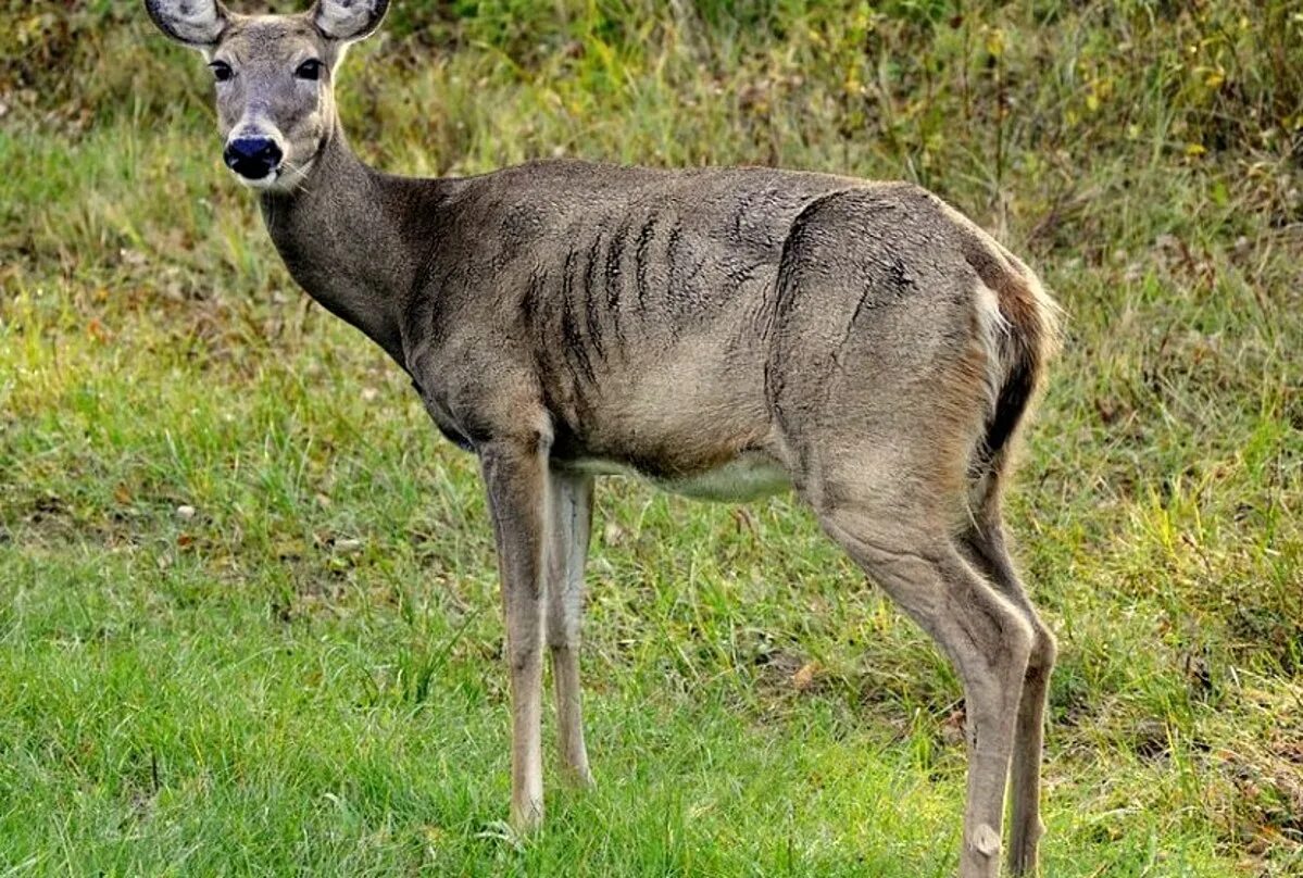 Хроническая изнуряющая болезнь cwd. Хроническая изнуряющая болезнь cwd