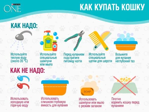 При какой температуре можно купать. Как купать кошку инфографика. как помыть кота инфографика. при какой температуре мыть кошку. температура воды для купания кошек норма.