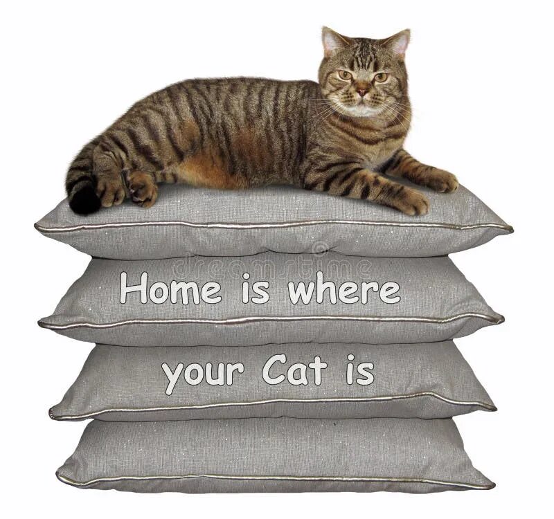 The cat is not. Кот на куче подушек. home is where the cat is. where is the cat. cat is between the books.