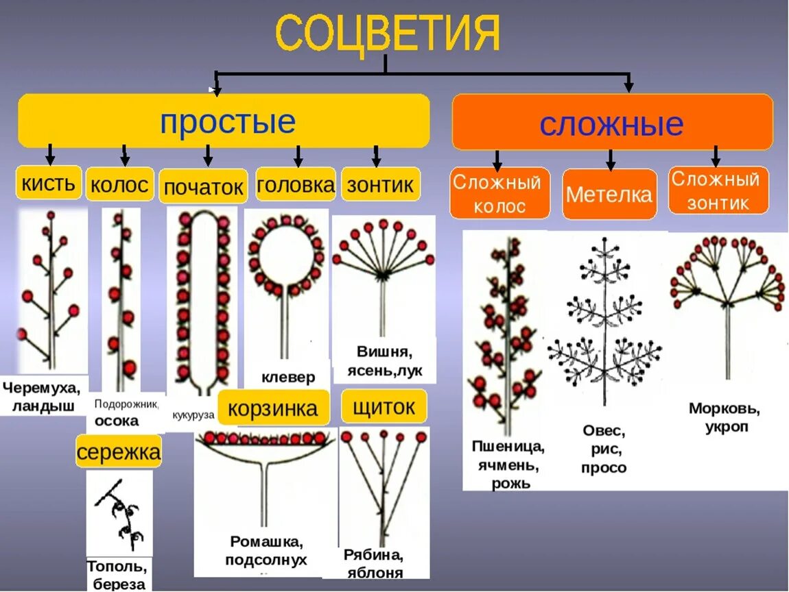 Какая жизненная форма будет у шишки. Соцветия покрытосеменных растений. Дихазий соцветие. Соцветия и типы соцветий 6 класс. Соцветия 6 класс биология.