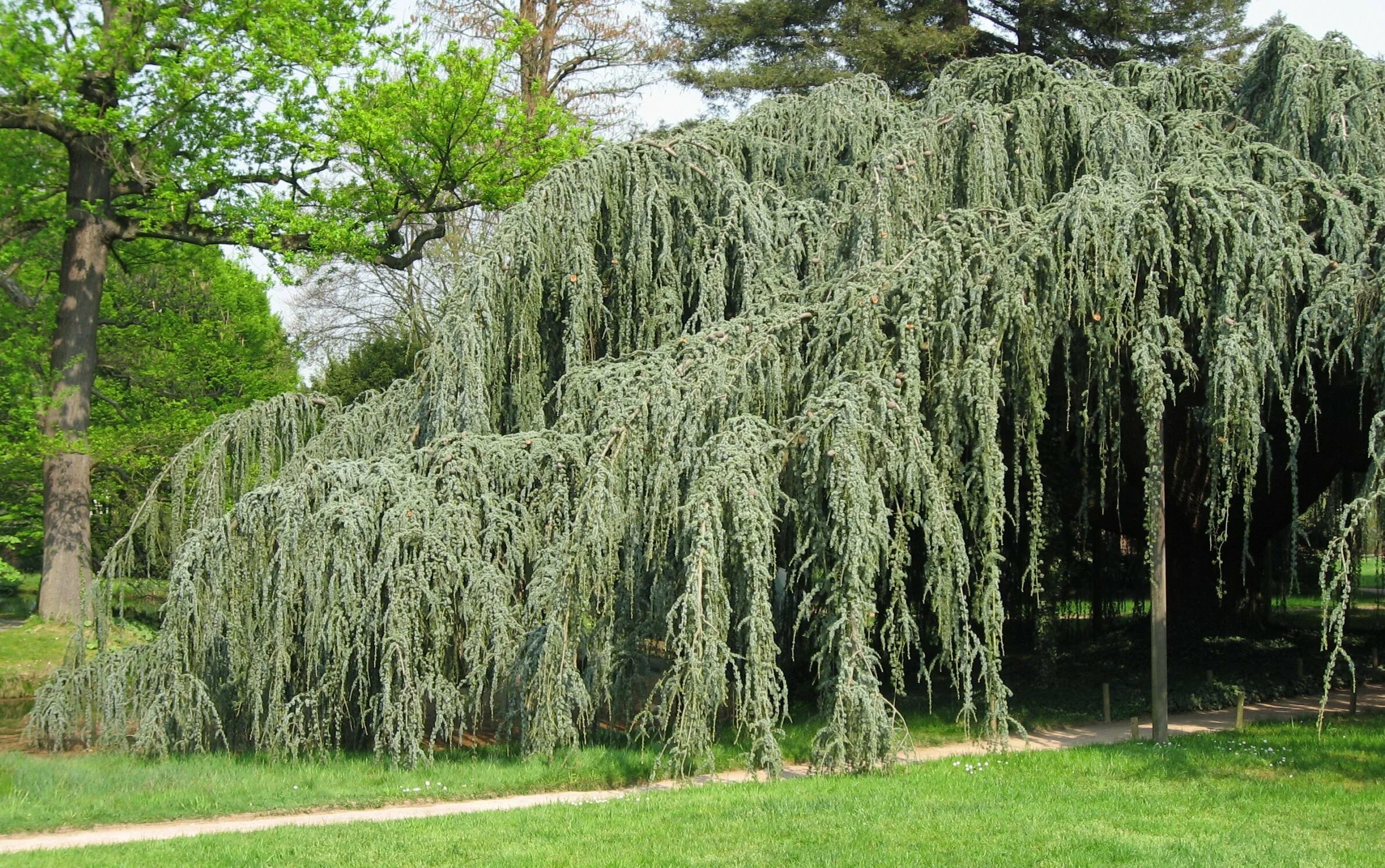 Кедр атласский Пендула. Лиственница плакучая Пендула. Cedrus Atlantica glauca pendula. Кедр ливанский Глаука Пендула.