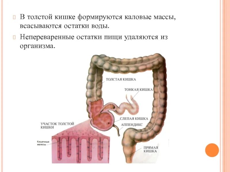 Можно ли есть кишки. Формирование каловых масс происходит в толстом кишечнике. В толстой кишке происходит всасывание. Толстый кишечник всасывание воды. В толстом кишечнике происходят следующие процессы.