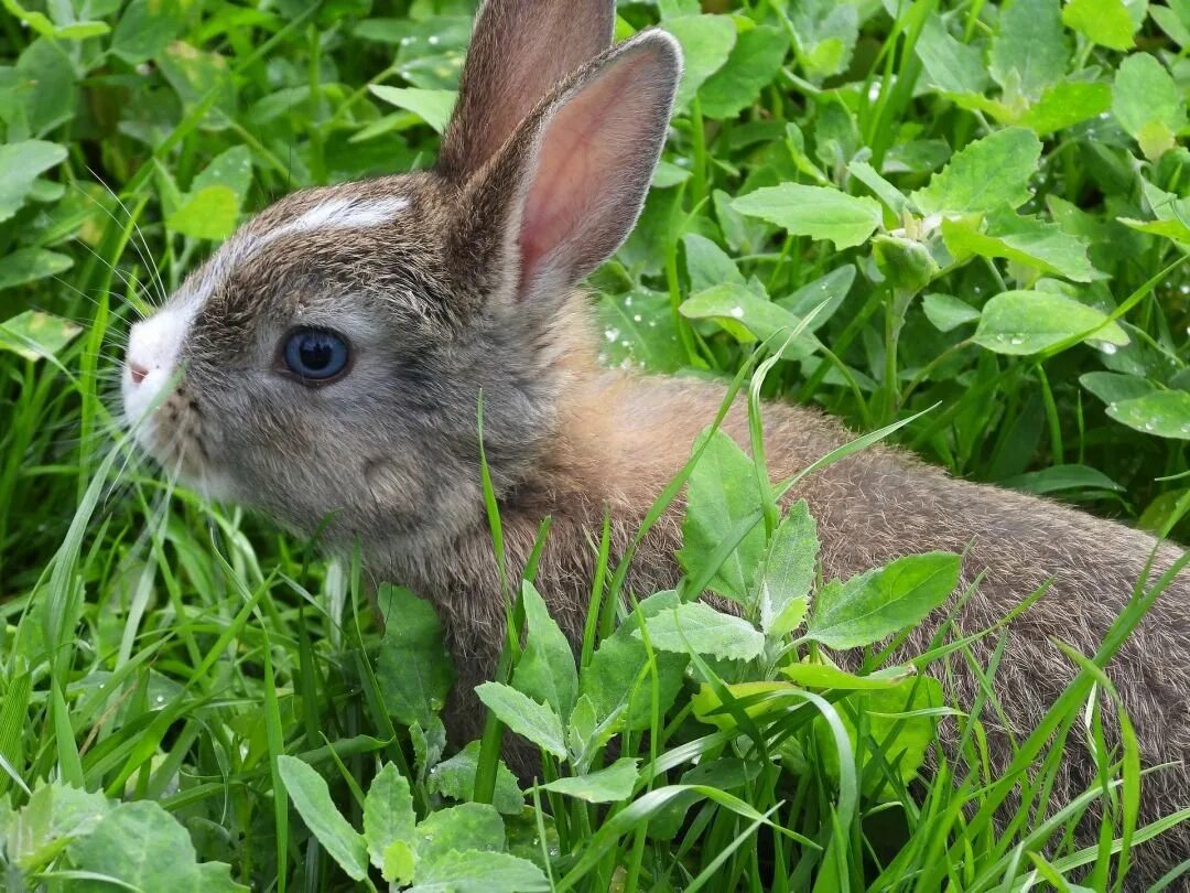 Кролик. Млекопитающие кролик. Кролик Лесной. Заяц ест траву. Где сейчас кролики